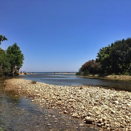 Kadir's Tree 奥林巴斯