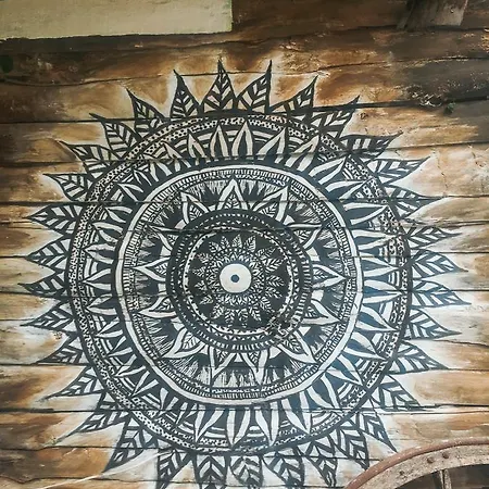 Kadir's Tree 奥林巴斯