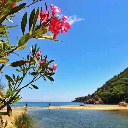 Kadir's Tree 旅馆 奥林巴斯