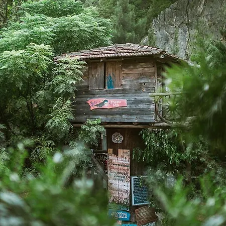 Kadir's Tree * Olympos
