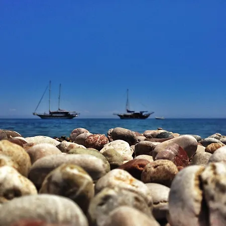 Kadir's Tree Vandrerhjem *