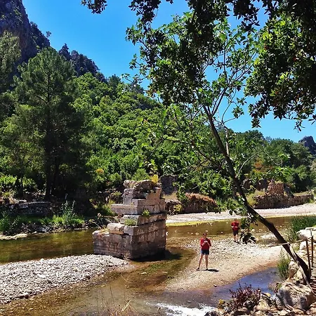 Kadir's Tree * Olympos